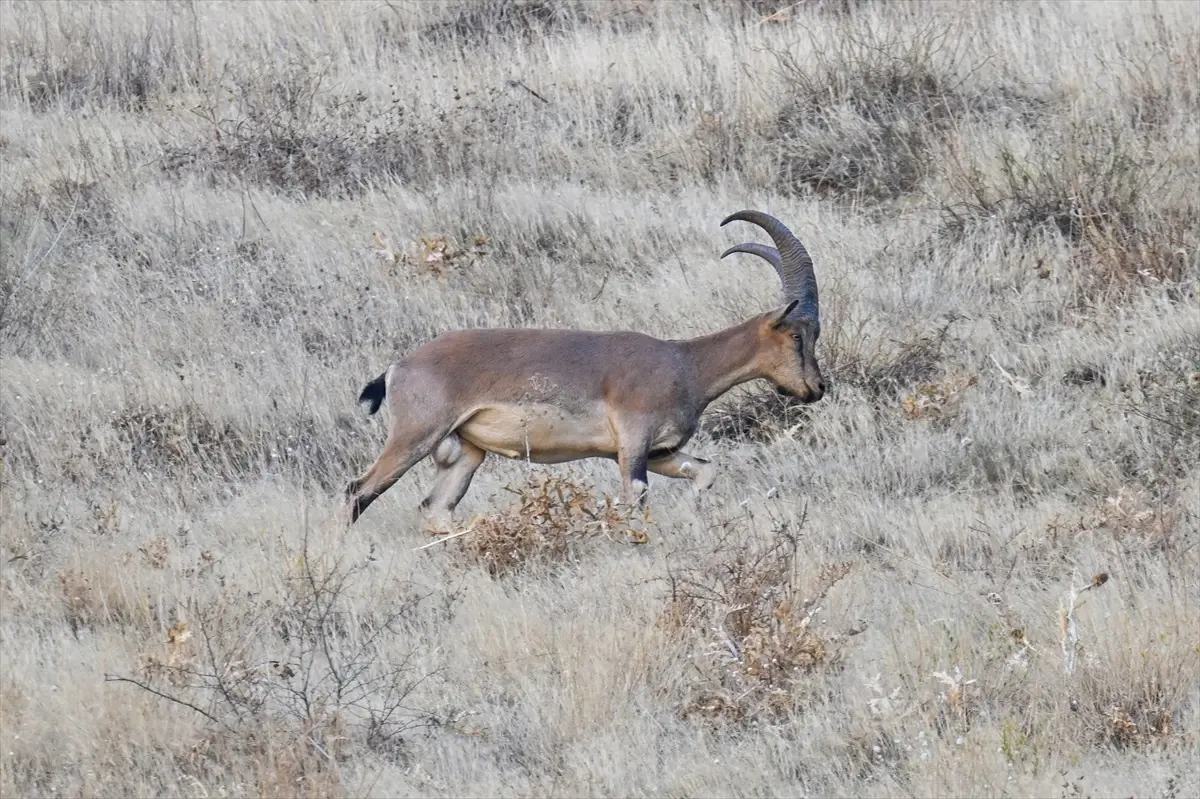 hakkaride dag kecileri dronla goruntulendi dtanLvCJ