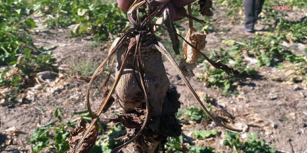 pancarin tadi kacti elde var sifir qtsSbMFY