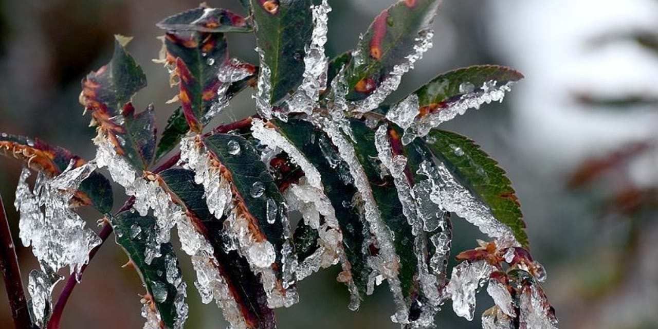 zirai don destek odemesi resmi gazetede kimler faydalanacak T1cqfZ8Q