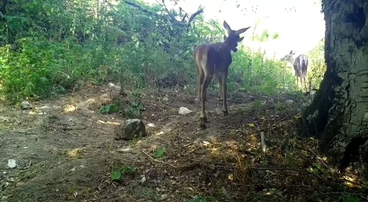 bursada kizilgeyik ve yavrulari goruntulendi HKKwsqxw