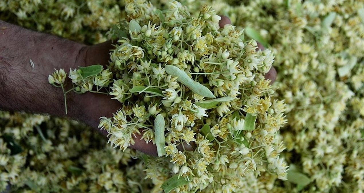 degeri altinla yarisiyor ama sonbahar geldi kapis kapis satiliyor EEDkwHZU.jpg