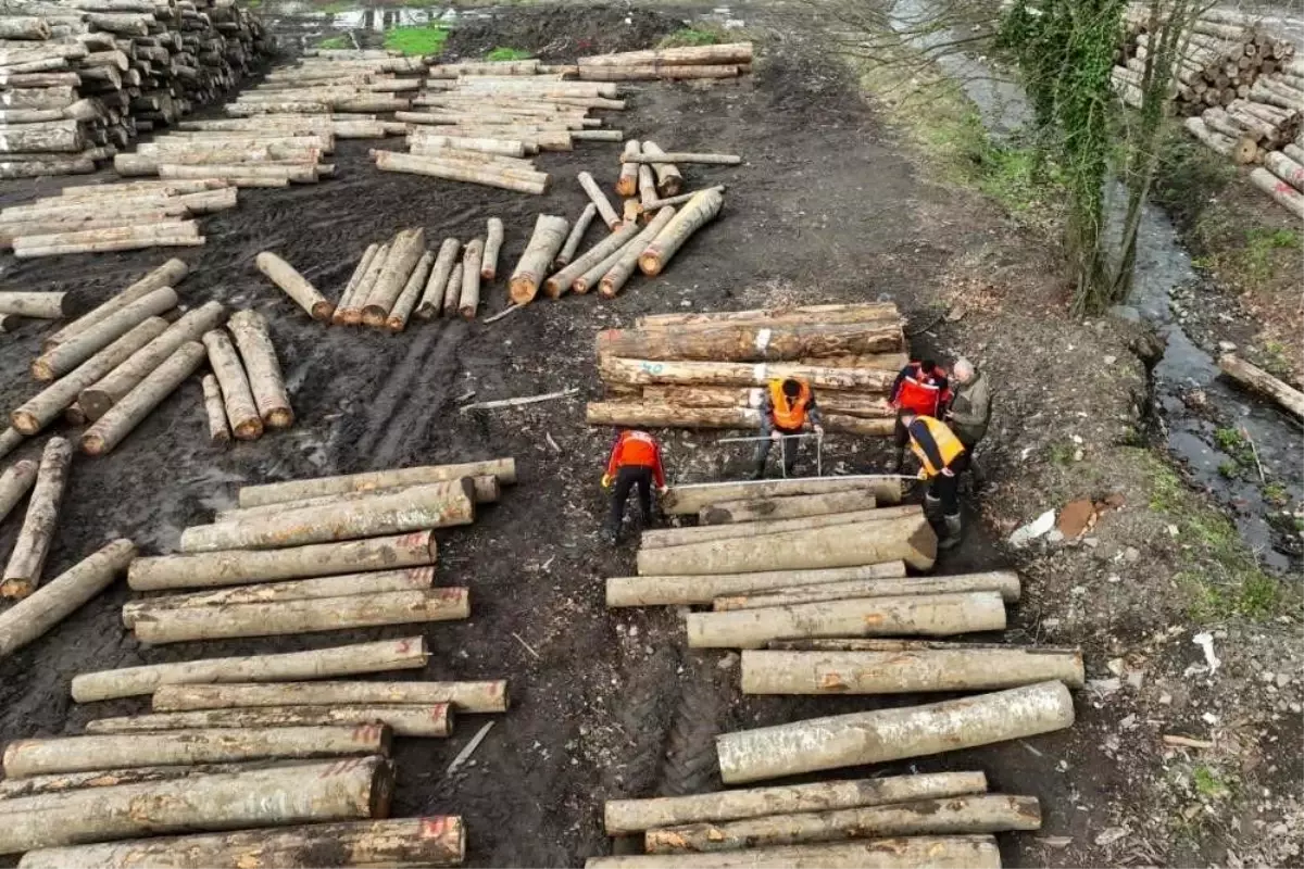 duzceden orman urunleri ihracati artti XbSTC7sk.jpg