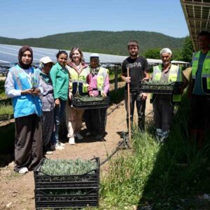 Samsun’da Güneş Enerjisi ile Tarımsal Üretim Birleşiyor