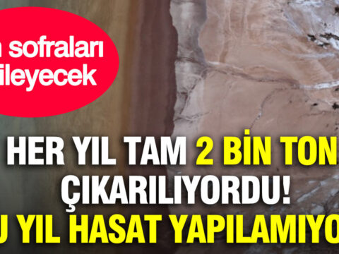 Her yil tam 2 bin ton cikariliyordu bu yil hasat yapilamiyor tum sofralari etkileyecek yNlQUydq